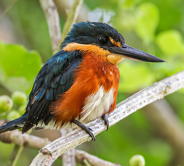 Chloroceryle aenea — American Pygmy Kingfisher