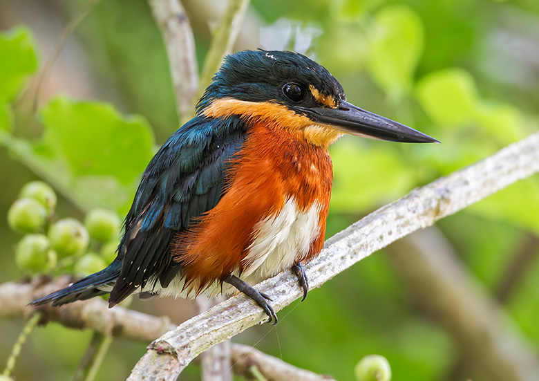 Colombia, a paradise for bird lovers