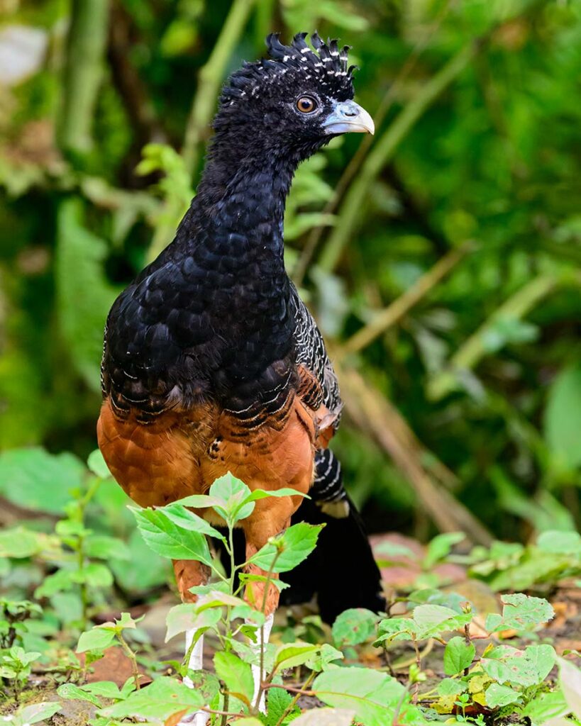 Crax alberti, Paujil de pico azul