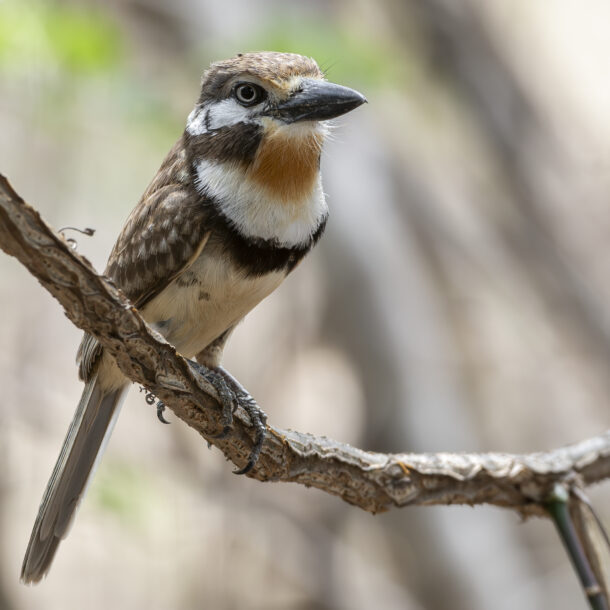 Hypnelus ruficollis — Russet-throated Puffbird