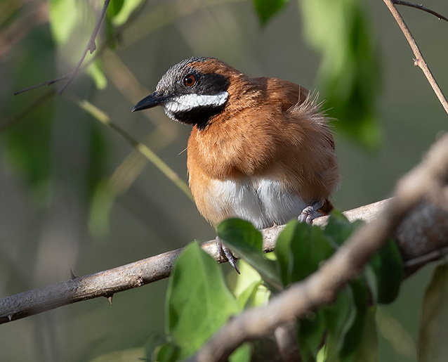 Welcome to Wingbeats